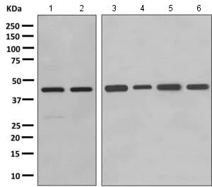 Western blot - Anti-GBGT1 antibody [EPR10467] - BSA and Azide free (AB249141)