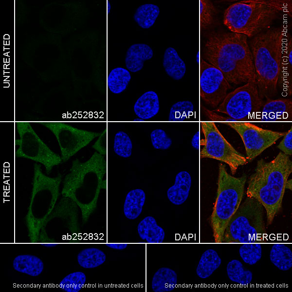 Immunocytochemistry/ Immunofluorescence - Anti-GBP1 antibody [1B1] - BSA and Azide free (AB255788), expandable thumbnail