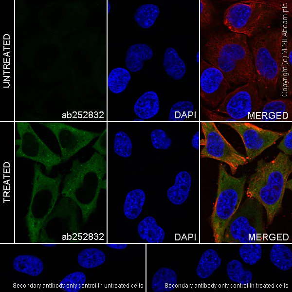 Immunocytochemistry/ Immunofluorescence - Anti-GBP1 antibody [1B1] - BSA and Azide free (AB255788)