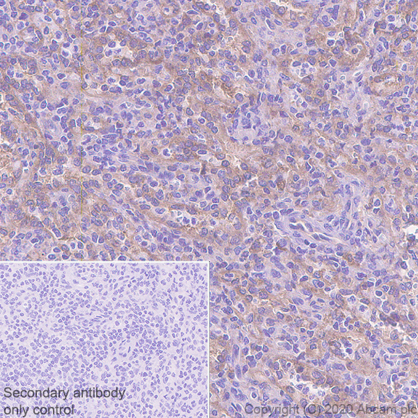 Immunohistochemistry (Formalin/PFA-fixed paraffin-embedded sections) - Anti-GBP1 antibody [1B1] - BSA and Azide free (AB255788), expandable thumbnail