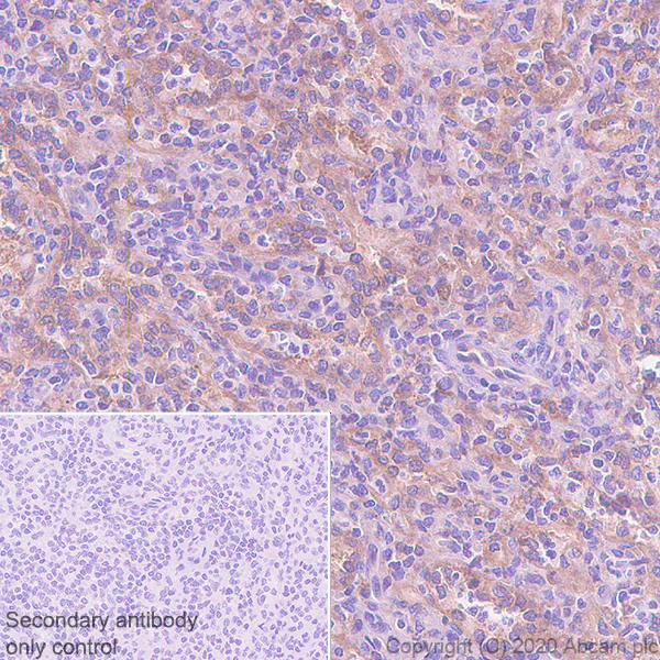 Immunohistochemistry (Formalin/PFA-fixed paraffin-embedded sections) - Anti-GBP1 antibody [1B1] - BSA and Azide free (AB255788)