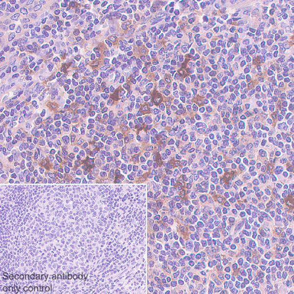 Immunohistochemistry (Formalin/PFA-fixed paraffin-embedded sections) - Anti-GBP1 antibody [1B1] - BSA and Azide free (AB255788)