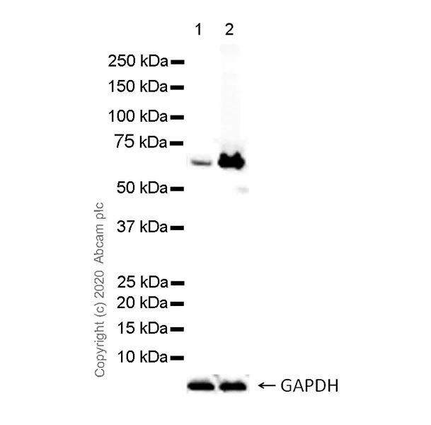 Western blot - Anti-GBP1 antibody [1B1] - BSA and Azide free (AB255788)