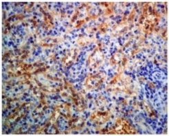 Immunohistochemistry (Formalin/PFA-fixed paraffin-embedded sections) - Anti-GBP1 antibody [EPR8285] (AB131255)