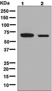 Western blot - Anti-GBP1 antibody [EPR8285] (AB131255)