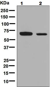Western blot - Anti-GBP1 antibody [EPR8285] (AB131255)