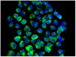 Immunocytochemistry/ Immunofluorescence - Anti-GBP1 antibody [EPR8285] - BSA and Azide free (AB240050)