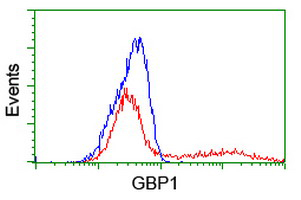 Flow Cytometry (Intracellular) - Anti-GBP1 antibody [OTI1B2] (AB119236)