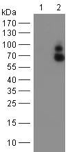 Western blot - Anti-GBP1 antibody [OTI1B2] (AB119236)
