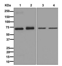 Western blot - Anti-GBP2 antibody [EPR13206] - BSA and Azide free (AB250128), expandable thumbnail