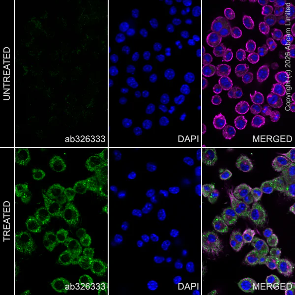 Immunocytochemistry/ Immunofluorescence - Anti-GBP3 antibody [EPR30342-524] (AB326333)