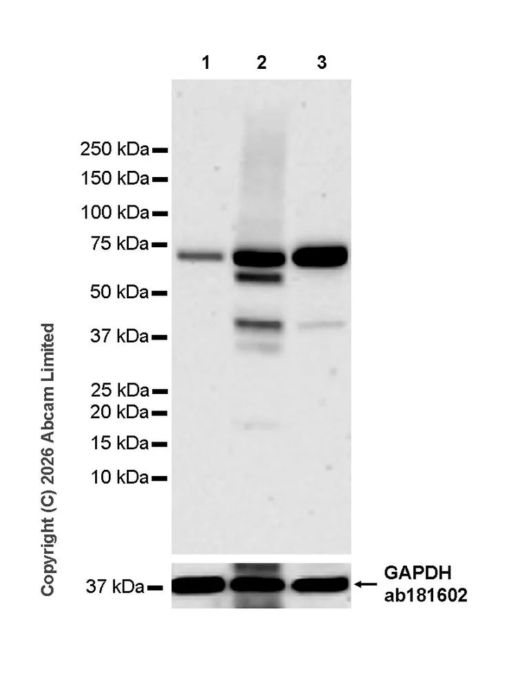 Western blot - Anti-GBP3 antibody [EPR30342-524] (AB326333)