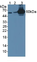 Western blot - Anti-GBP4 antibody (AB232689)