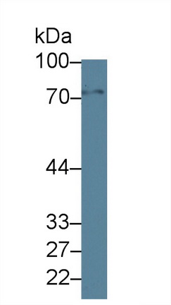 Western blot - Anti-GBP4 antibody (AB232693), expandable thumbnail