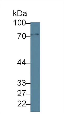 Western blot - Anti-GBP4 antibody (AB232693)