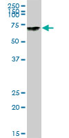 Western blot - Anti-GBP4 antibody (AB70058), expandable thumbnail