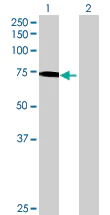 Western blot - Anti-GBP4 antibody (AB70058)