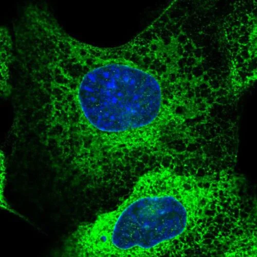 Immunocytochemistry/ Immunofluorescence - Anti-GBP5 antibody (AB244422)