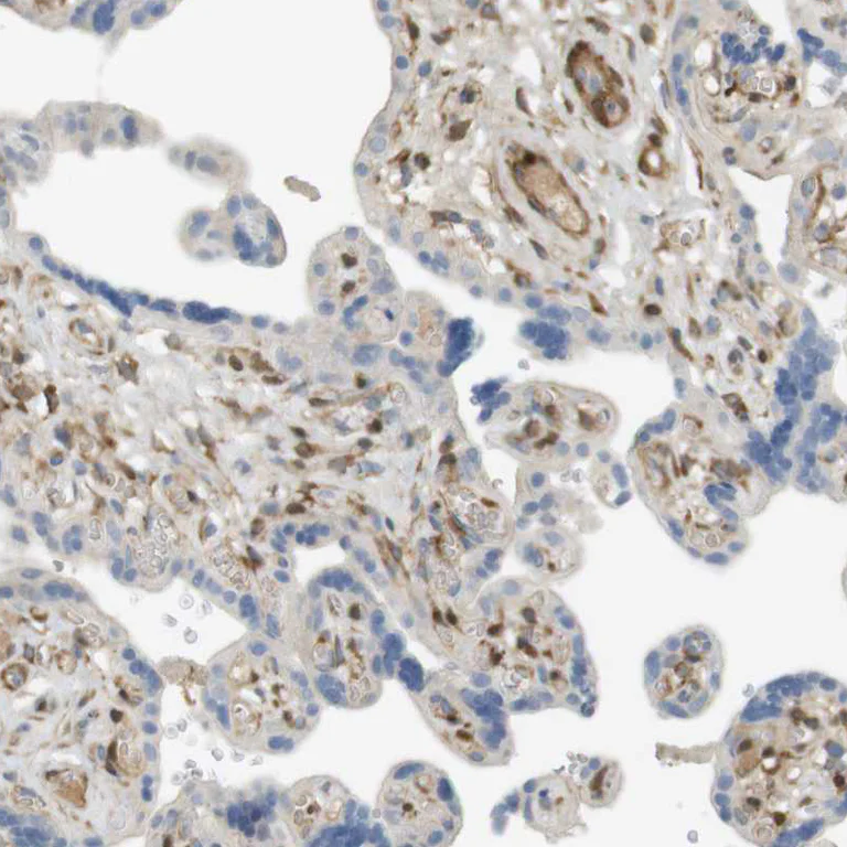 Immunohistochemistry (Formalin/PFA-fixed paraffin-embedded sections) - Anti-GBP5 antibody (AB244422)