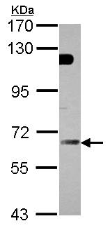 Western blot - Anti-GBP5 antibody (AB96119)