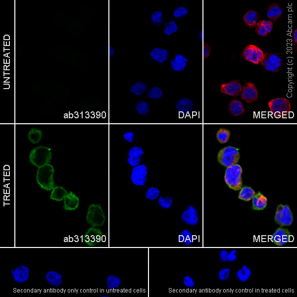 Immunocytochemistry/ Immunofluorescence - Anti-GBP5 antibody [EPR28367-83] - BSA and Azide free (ab313391), expandable thumbnail