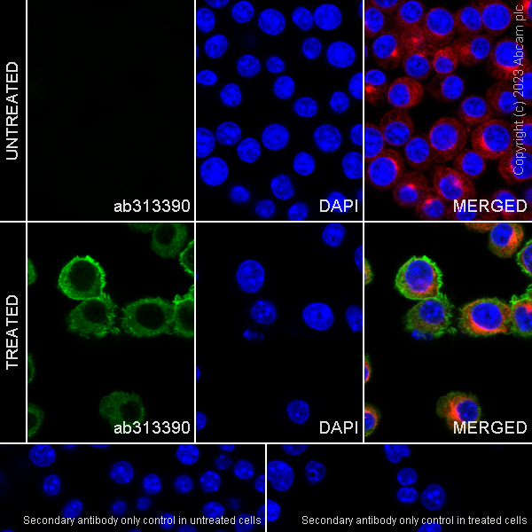 Immunocytochemistry/ Immunofluorescence - Anti-GBP5 antibody [EPR28367-83] - BSA and Azide free (ab313391), expandable thumbnail
