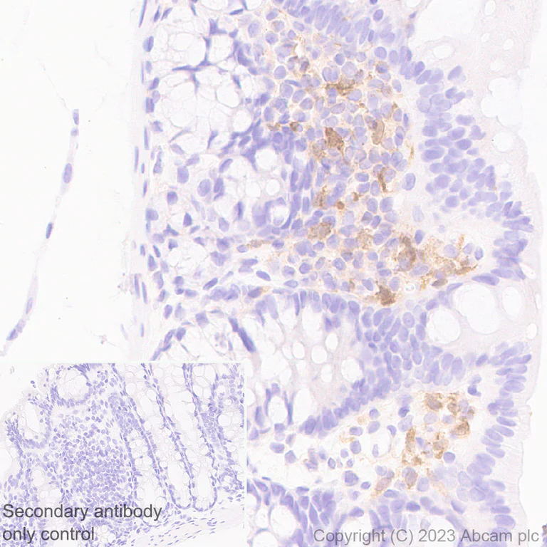 Immunohistochemistry (Formalin/PFA-fixed paraffin-embedded sections) - Anti-GBP5 antibody [EPR28367-83] - BSA and Azide free (AB313391)