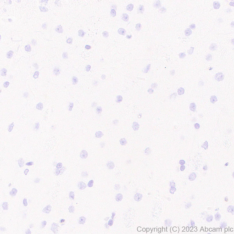 Immunohistochemistry (Formalin/PFA-fixed paraffin-embedded sections) - Anti-GBP5 antibody [EPR28367-83] - BSA and Azide free (AB313391)