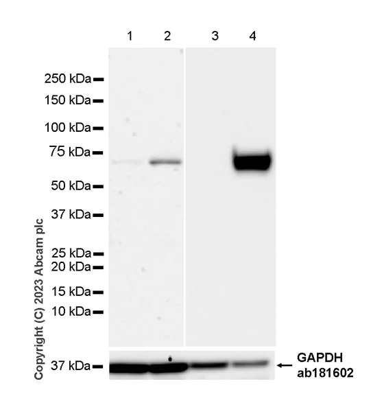 Western blot - Anti-GBP5 antibody [EPR28367-83] - BSA and Azide free (AB313391)
