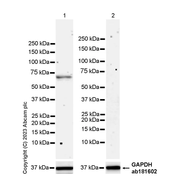 Western blot - Anti-GBP5 antibody [EPR28367-83] - BSA and Azide free (AB313391)