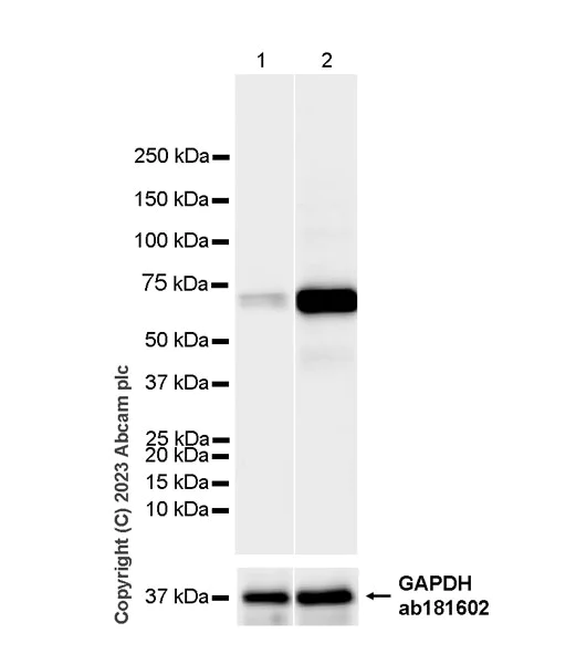 Western blot - Anti-GBP5 antibody [EPR28367-83] - BSA and Azide free (AB313391)