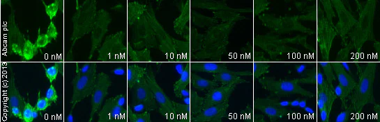 Immunocytochemistry/ Immunofluorescence - GBR 12909 dihydrochloride, Dopamine transport inhibitor (AB120607)
