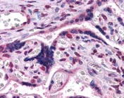 Immunohistochemistry (Formalin/PFA-fixed paraffin-embedded sections) - Anti-Gbx2 antibody (AB109726)