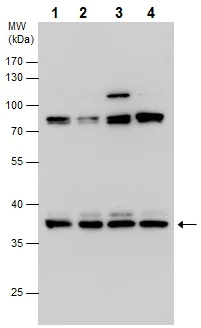 Western blot - Anti-Gbx2 antibody (AB227853)