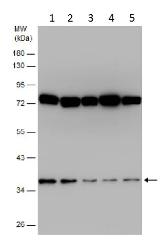 Western blot - Anti-Gbx2 antibody (AB227853)