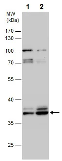 Western blot - Anti-Gbx2 antibody (AB227853)