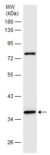 Western blot - Anti-Gbx2 antibody (AB227853)
