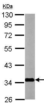 Western blot - Anti-GC-1 antibody (AB137614)