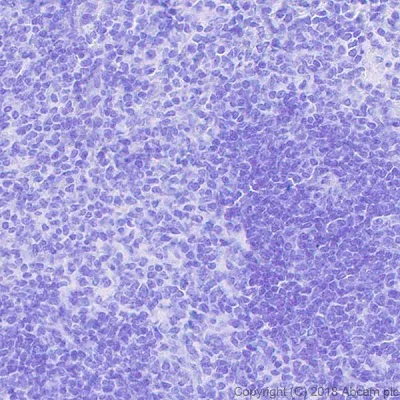 Immunohistochemistry (Formalin/PFA-fixed paraffin-embedded sections) - Anti-GC-C antibody [EPR22056-278] - BSA and Azide free (AB237602)