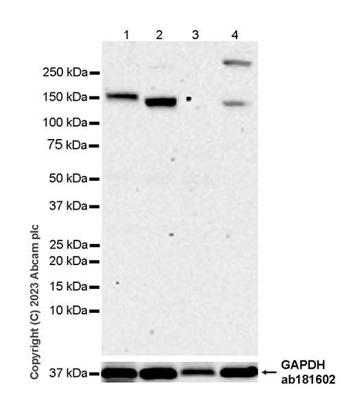 Western blot - Anti-GC-C antibody [EPR26427-38] - BSA and Azide free (AB314310)