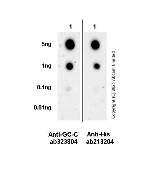 Dot Blot - Anti-GC-C antibody [EPR29752-507] - BSA and Azide free (AB323813)
