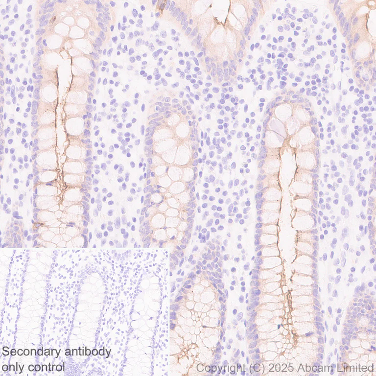 Immunohistochemistry (Formalin/PFA-fixed paraffin-embedded sections) - Anti-GC-C antibody [EPR29752-507] - BSA and Azide free (AB323813)