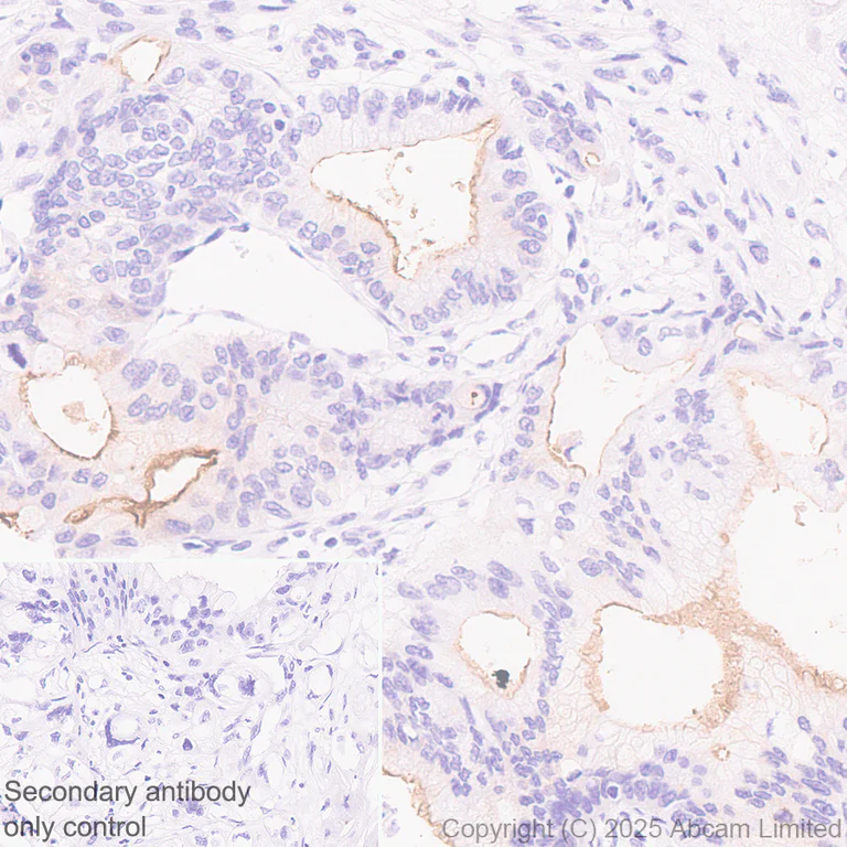 Immunohistochemistry (Formalin/PFA-fixed paraffin-embedded sections) - Anti-GC-C antibody [EPR29752-507] - BSA and Azide free (AB323813)