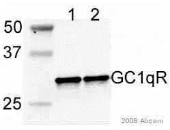 Western blot - Anti-GC1q R antibody [60.11] (AB24733)