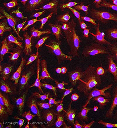 Immunocytochemistry/ Immunofluorescence - Anti-GC1q R antibody [60.11] - BSA and Azide free (AB238668), expandable thumbnail
