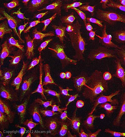 Immunocytochemistry/ Immunofluorescence - Anti-GC1q R antibody [60.11] - BSA and Azide free (AB238668)