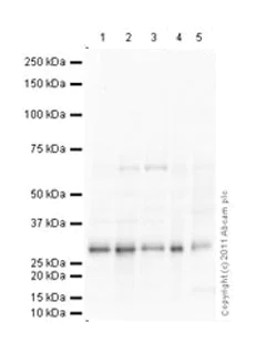 Western blot - Anti-GC1q R antibody [60.11] - BSA and Azide free (AB238668)