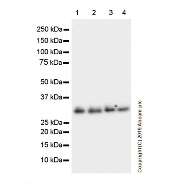 Western blot - Anti-GC1q R antibody [EPR23238-107] (AB270032), expandable thumbnail