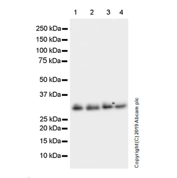 Western blot - Anti-GC1q R antibody [EPR23238-107] (AB270032)