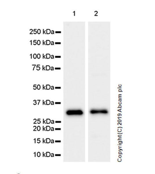 Western blot - Anti-GC1q R antibody [EPR23238-107] (AB270032), expandable thumbnail